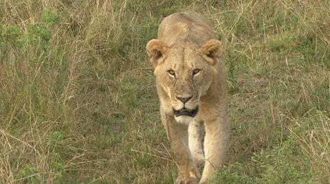 LIONESS WALK Video stock 20491598