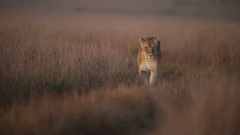 Lioness walk Stock Footage 235821412