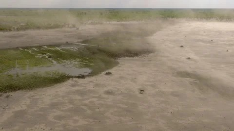 Lioness Walking Across Mababe Depression During Dramatic Sandstorm 動画素材 346655103