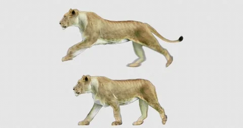 Lioness Walking and Running Stock Footage 201367046