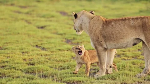 Lioness walking with cub Stock Footage 326634893