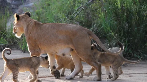 Lioness walking with Cubs Video stock 41639924