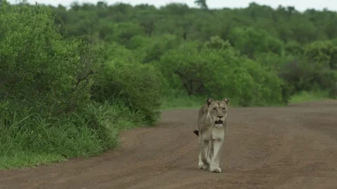 A lioness walking down a dirt road towards the camera while looking to her left Stock Footage 336421932