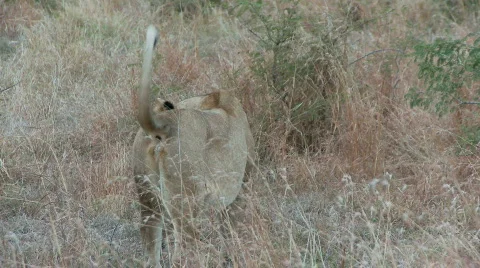 Lioness Walking 库存影片 523460