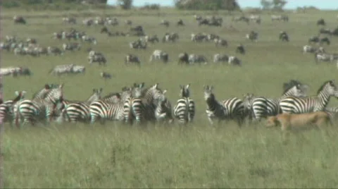 Lioness walking Stock Footage 618638