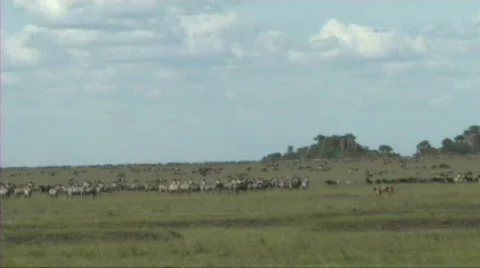 Lioness walking Stock Footage 618649