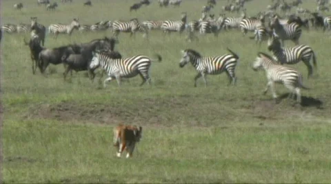 Lioness walking Video stock 618777