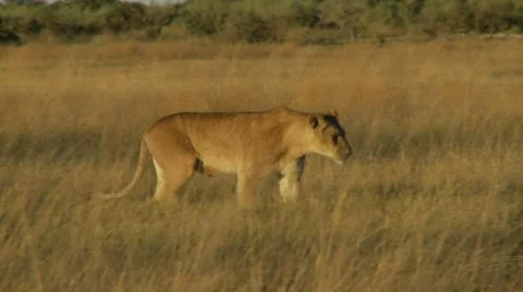 Lioness Walking 스톡 동영상 10914016