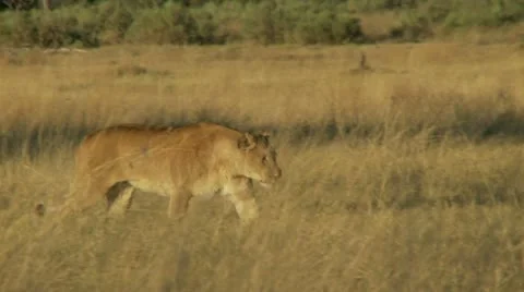 Lioness Walking 库存影片 10914129