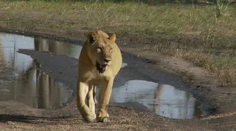 Lioness Walking 库存影片 11134394
