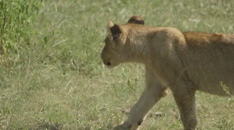 A lioness walking Stock Footage 26131221
