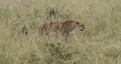 Lioness walking Stockbeeldmateriaal 124670974