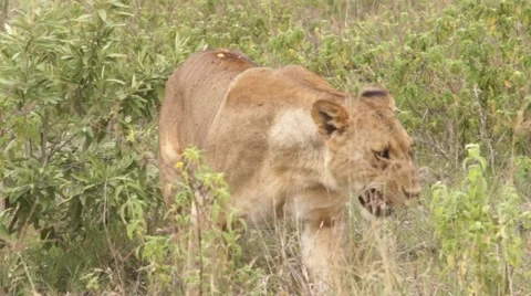 Lioness walking in the grass, Kenya Stock Footage 46962008