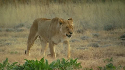 Lioness walking in grassland Stock Footage 54590595