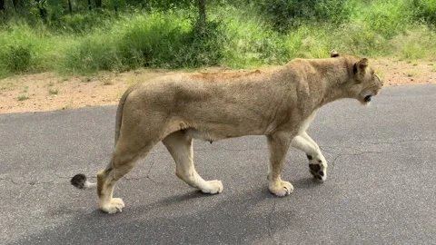 Lioness Walking on a road Stock Footage 278771347