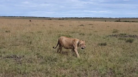 Lioness walking in the Savannah Vídeos de archivo 160542416