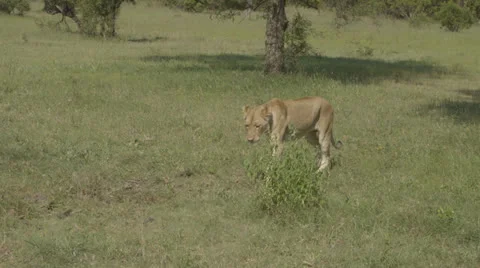 Lioness walking through grass Stock Footage 26090346