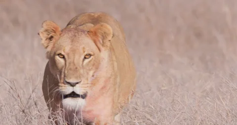 Lioness walking through grass in savannah in golden light Stock Footage 314785937