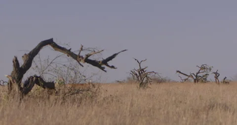 Lioness walking through the savannah between dead trees during sunrise Video stock 279042364