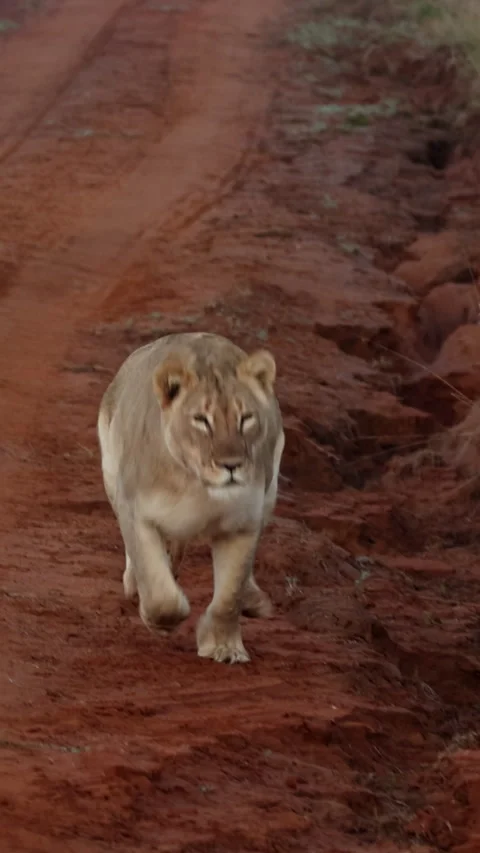 Lioness Walking Towards Camera on African Safari Road Vertical 스톡 동영상 334126974