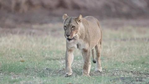 Lioness walking towards camera - Botswana Stock Footage 117596036