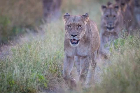 Lioness walking towards the camera. Stock Photos