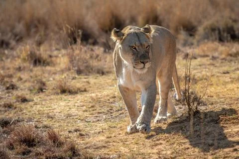 Lioness walking towards the camera. Stock Photos