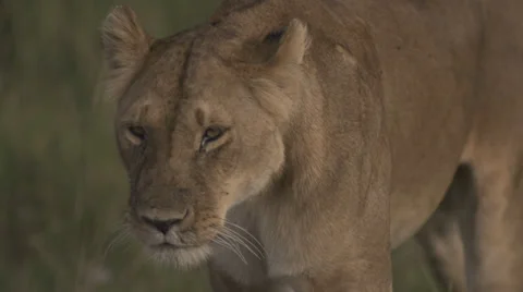Lioness walking towards Stock Footage 33545847