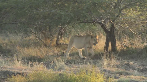 A lioness walking in the veld Stock Footage 23792668
