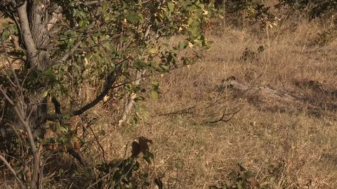 Lioness Walking/Hunting Video stock 106393017
