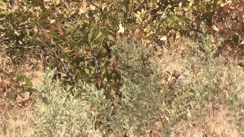 Lioness Walking/Hunting Video stock 106410778