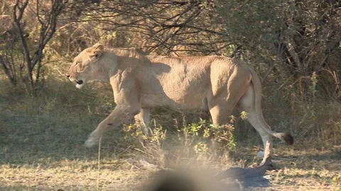 Lioness Walking/Hunting Video stock 106413191