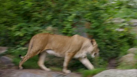 Lioness walks across forest's hiding place, ultrahd 4k, real time Stock Footage 78729257