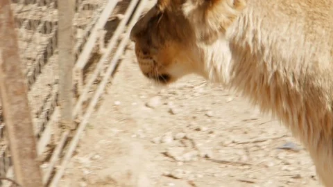 Lioness walks at the bars Stock Footage 118972083