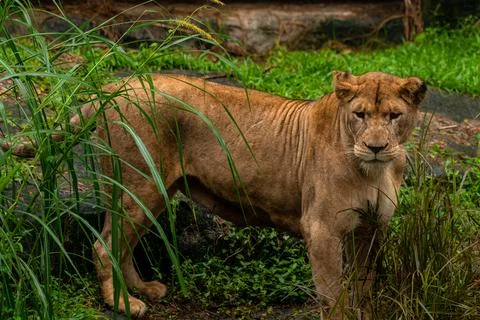 A lioness walks purposefully down a game path in the Dinokeng Game Reserve .. Stock Photos