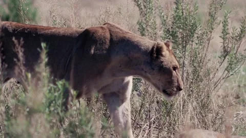 Lioness walks through the bush Video stock 170759448
