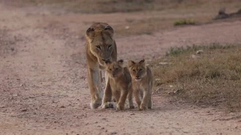 Lioness Walks Toward Camera With Two Cubs On Road Vídeo Stock 230934912
