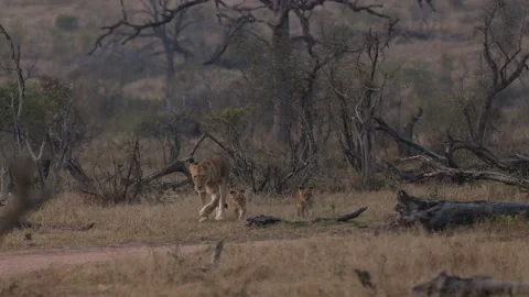 Lioness Walks Toward Camera With Two Cubs Video stock 230934914