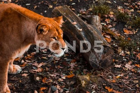 Lioness watchfully looks ahead against the background of autumn foliage in th Stock Photos