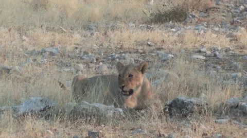 Lioness watching game Stock Footage 948155