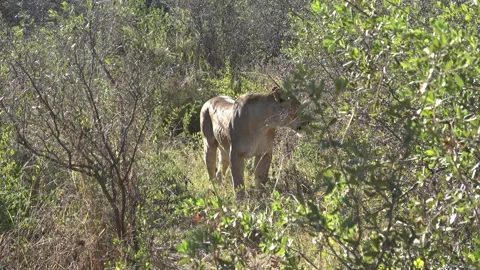 Lioness watching, then pushing through bushes off track into thicket Stock Footage 320960630