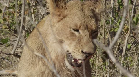 Lioness on Waterbuck Kill Stock Footage 55657868