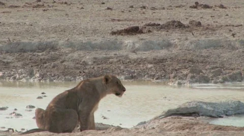 Lioness at the waterhole Stock Footage