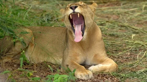 Lioness Yawing Stockbeeldmateriaal 318089237