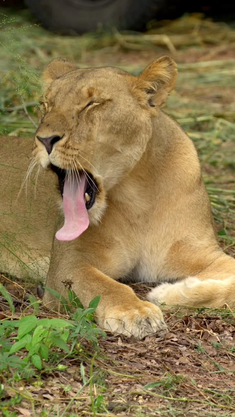 Lioness Yawing, vertical Stockbeeldmateriaal 318092795