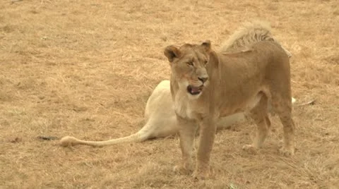Lioness yawning Stock Footage 10989533