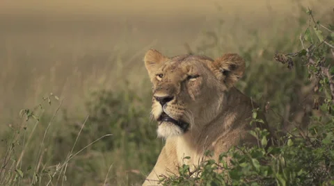 Lioness yawning Stock Footage 33547220