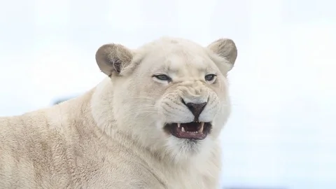 Lioness yawning Video stock 74836785