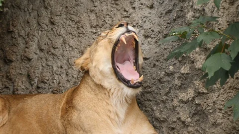 Lioness yawning. Stock Footage 110999034