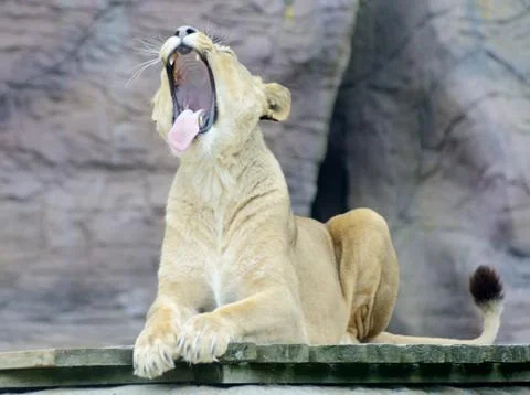 Lioness yawning Stock Photos